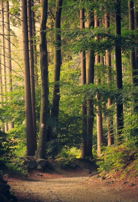 foret forez