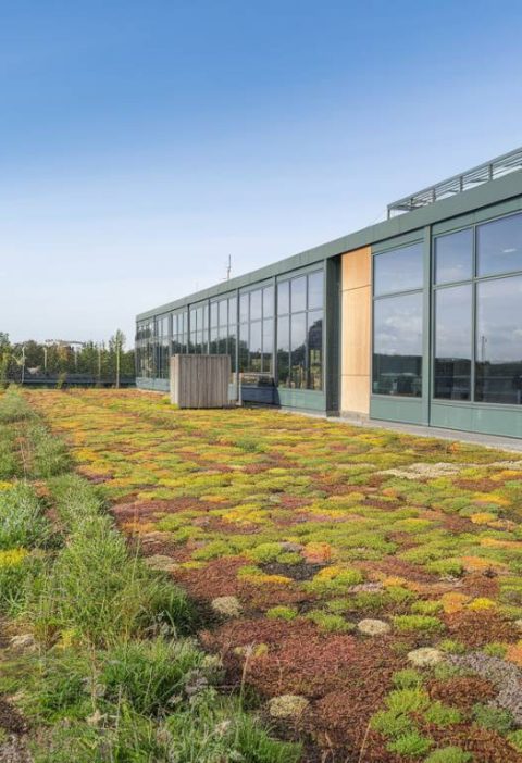 Optimiser l'isolation thermique par la toiture végétalisée : avantages et précautions à prendre